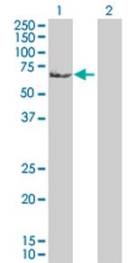 HDAC2 Antibody in Western Blot (WB)