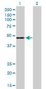 CFH Antibody in Western Blot (WB)