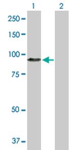 HGF Antibody in Western Blot (WB)