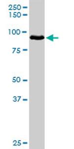 HGF Antibody in Western Blot (WB)