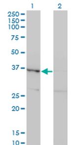 HHEX Antibody in Western Blot (WB)