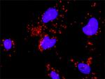 HIF1A Antibody in Proximity Ligation Assay (PLA) (PLA)