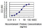 HIF1A Antibody in ELISA (ELISA)