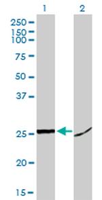 HMGB1 Antibody in Western Blot (WB)