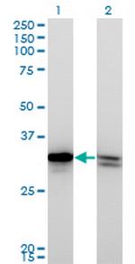 HMGB1 Antibody in Western Blot (WB)