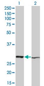 HMGB1 Antibody in Western Blot (WB)