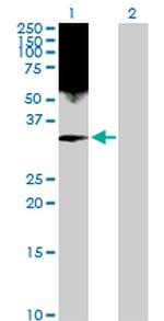 HMGB2 Antibody in Western Blot (WB)