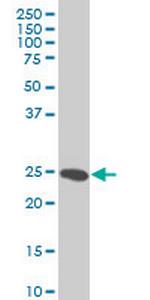 HMGB2 Antibody in Western Blot (WB)