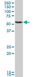 HMGCS1 Antibody in Western Blot (WB)