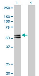 HMGCS2 Antibody in Western Blot (WB)