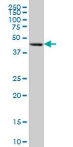 FOXA1 Antibody in Western Blot (WB)