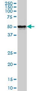 FOXA1 Antibody in Western Blot (WB)