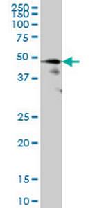 FOXA1 Antibody in Western Blot (WB)