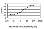 FOXA2 Antibody in ELISA (ELISA)