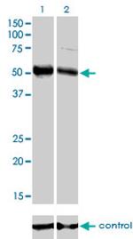 FOXA2 Antibody in Western Blot (WB)