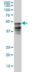 FOXA2 Antibody in Western Blot (WB)