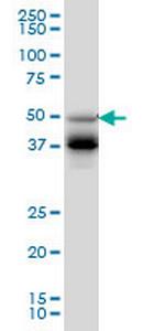 FOXA2 Antibody in Western Blot (WB)