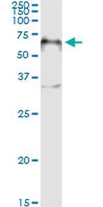 FOXA2 Antibody in Immunoprecipitation (IP)