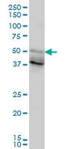 FOXA2 Antibody in Western Blot (WB)