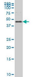 FOXA2 Antibody in Western Blot (WB)