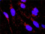 HNF4A Antibody in Proximity Ligation Assay (PLA) (PLA)