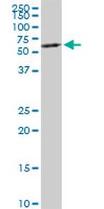 HNF4A Antibody in Western Blot (WB)