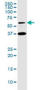 HNF4A Antibody in Western Blot (WB)