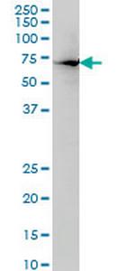 HNF4A Antibody in Western Blot (WB)