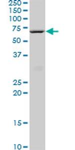 HNF4A Antibody in Western Blot (WB)