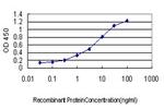 HOXB1 Antibody in ELISA (ELISA)