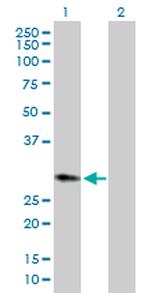 HPGD Antibody in Western Blot (WB)