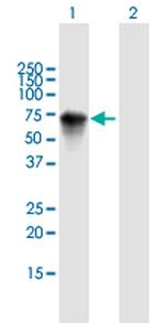 HRG Antibody in Western Blot (WB)