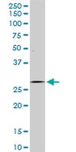 HES1 Antibody in Western Blot (WB)