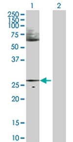 HES1 Antibody in Western Blot (WB)