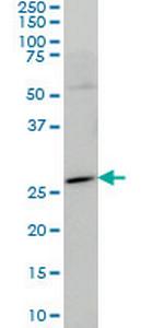 HES1 Antibody in Western Blot (WB)