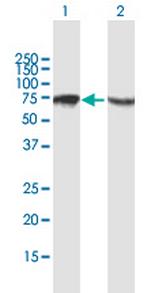 HSPA1A Antibody in Western Blot (WB)