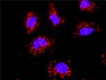 HSPA1B Antibody in Proximity Ligation Assay (PLA) (PLA)