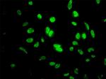 ID1 Antibody in Immunocytochemistry (ICC/IF)