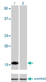 ID1 Antibody in Western Blot (WB)