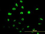 ID1 Antibody in Immunocytochemistry (ICC/IF)