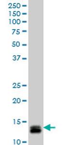 ID1 Antibody in Western Blot (WB)