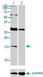 ID2 Antibody in Western Blot (WB)