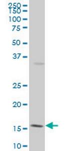 ID3 Antibody in Western Blot (WB)