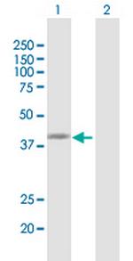 IDH1 Antibody in Western Blot (WB)