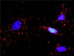 IGF1R Antibody in Proximity Ligation Assay (PLA) (PLA)