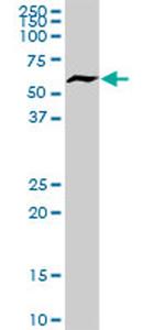 RBPJ Antibody in Western Blot (WB)