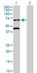 RBPJ Antibody in Western Blot (WB)