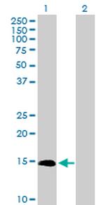 IL3 Antibody in Western Blot (WB)