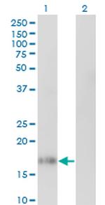 IL10 Antibody in Western Blot (WB)