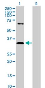 IMPA1 Antibody in Western Blot (WB)